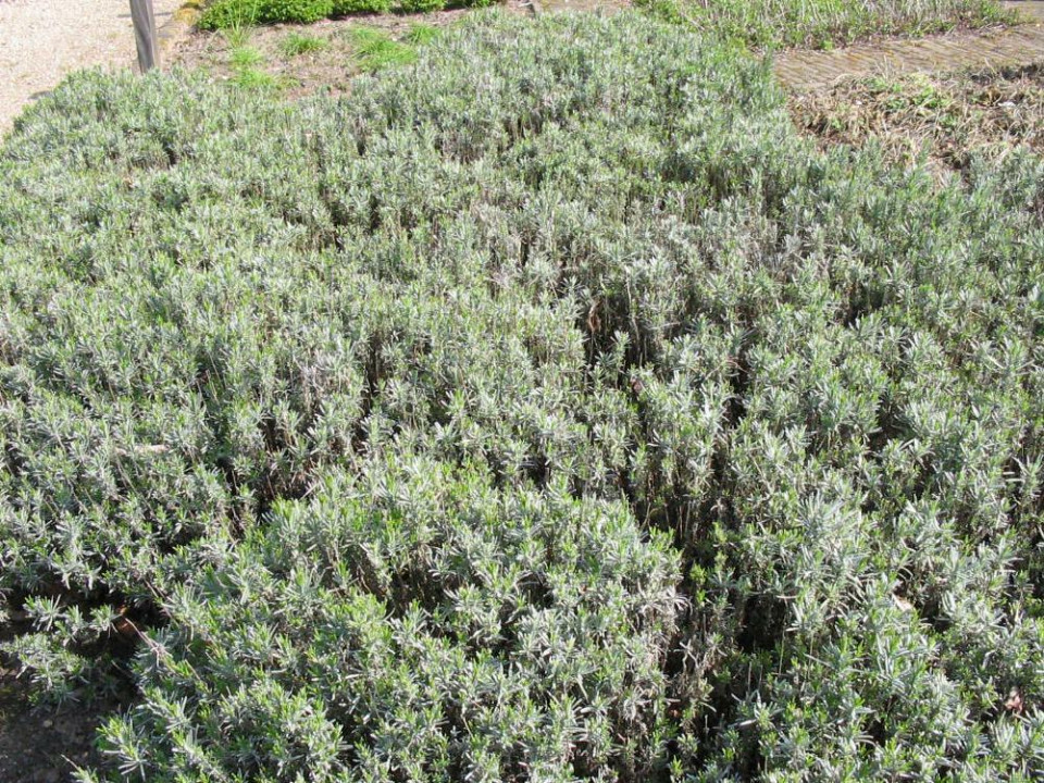 Foto van Echte lavendel