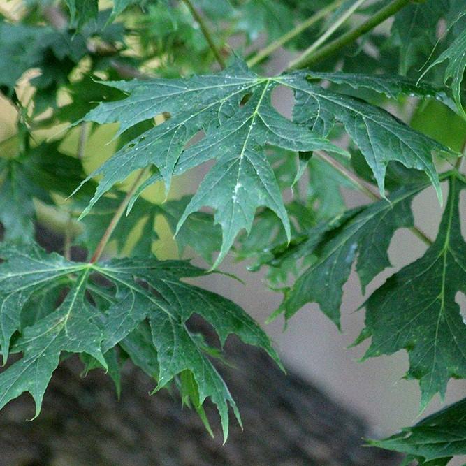Foto van Japanse esdoorn ‘Palmatifidum’