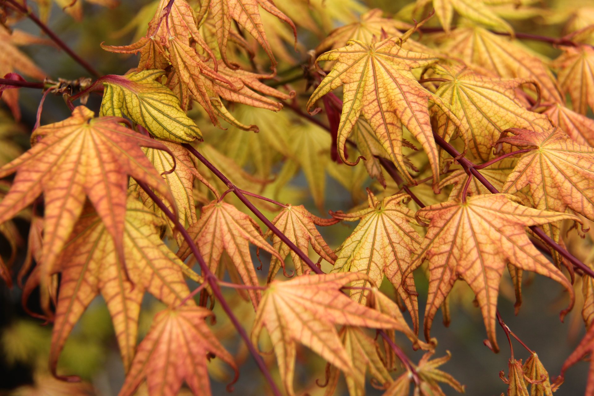 Foto van Japanse esdoorn ‘Peaches And Cream’