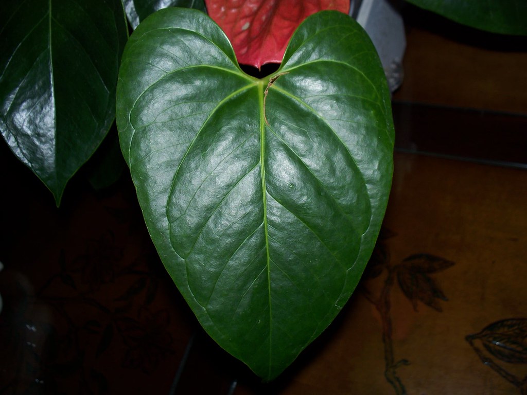 Foto van Lak-anthurium