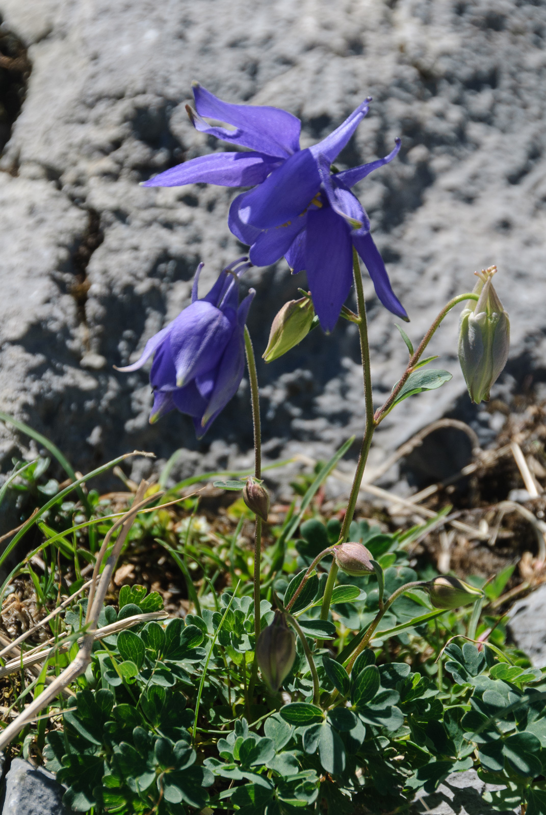 Foto van Pyrenese akelei