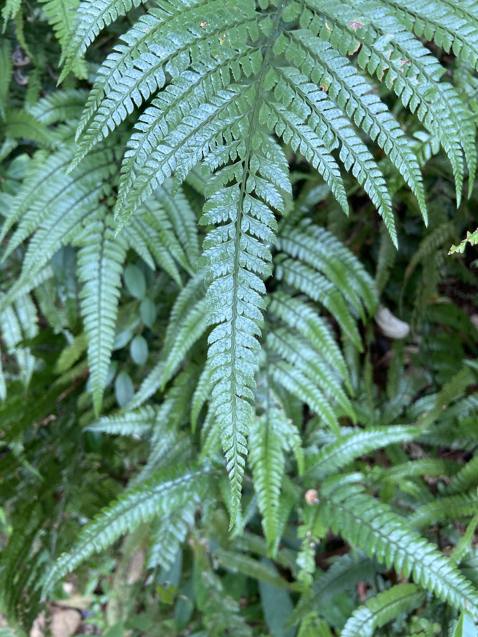 Foto van Oost-Indische hulstvaren