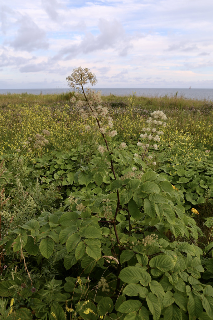 Foto van Vasteplant-aralia