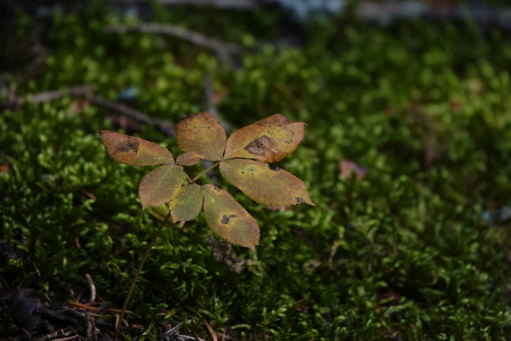Foto van Naakte aralia