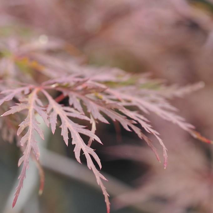 Foto van Japanse esdoorn ‘Red Dragon’