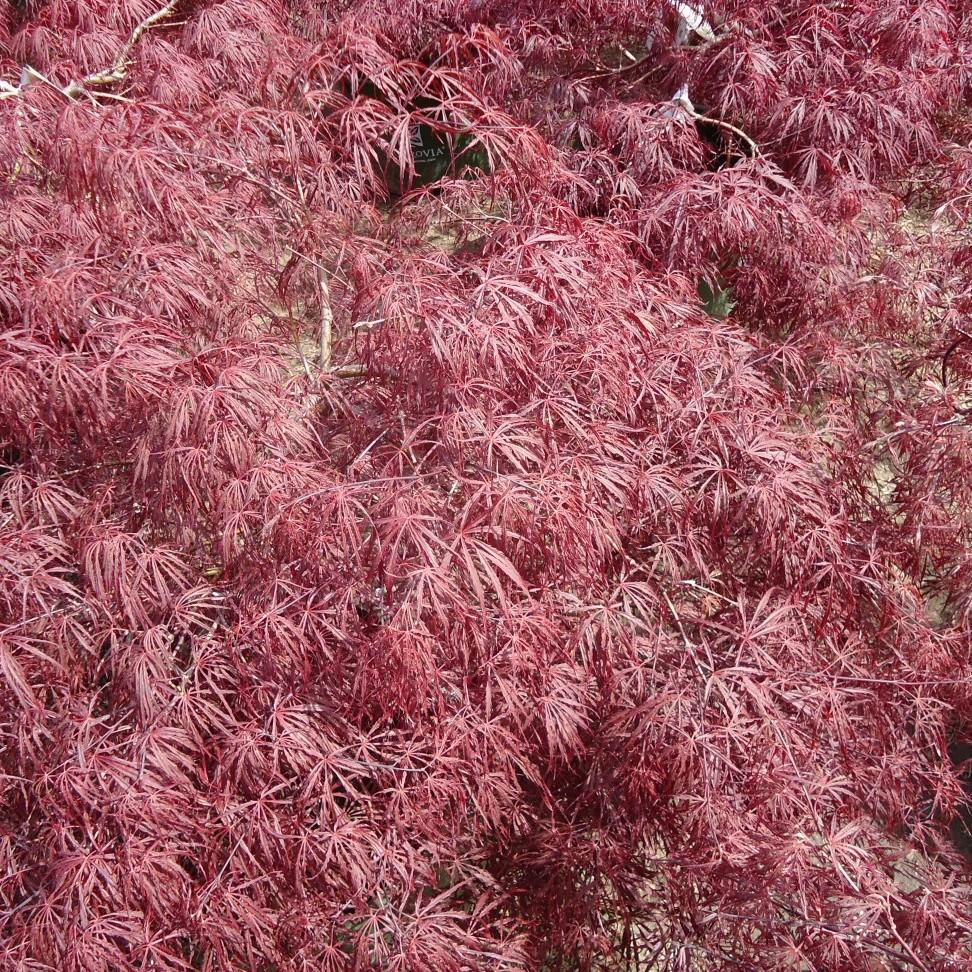 Foto van Japanse esdoorn ‘Red Filigree Lace’