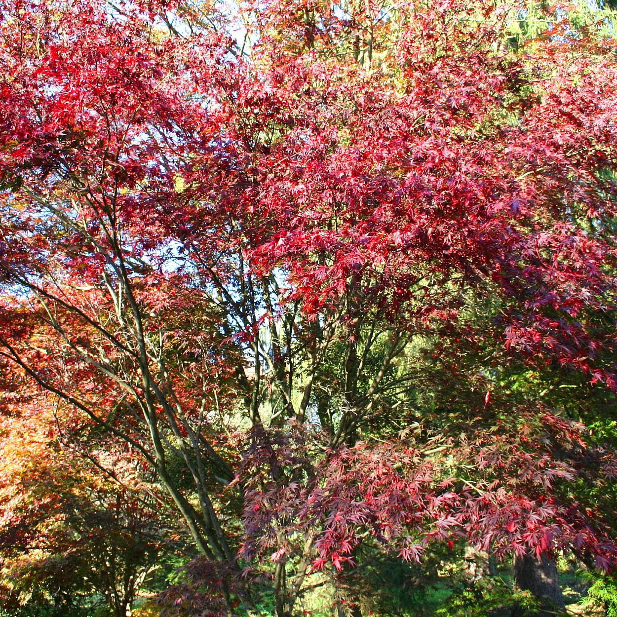 Foto van Japanse esdoorn ‘Red Select’