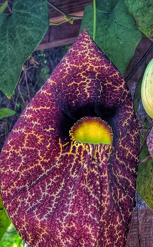 Foto van Grootbladige pijpbloem
