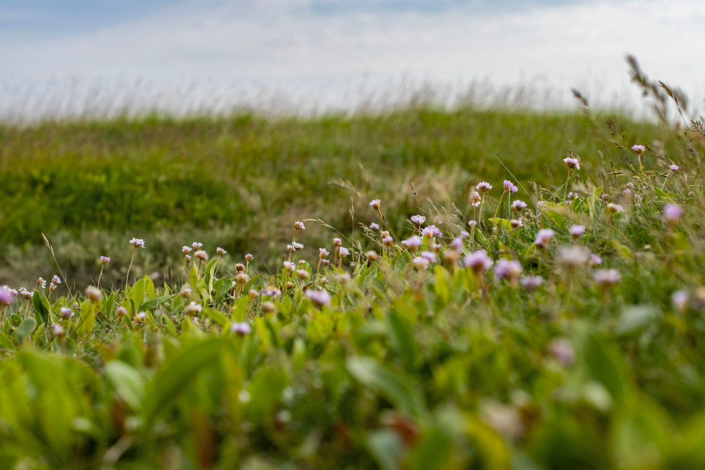 Foto van Engels gras