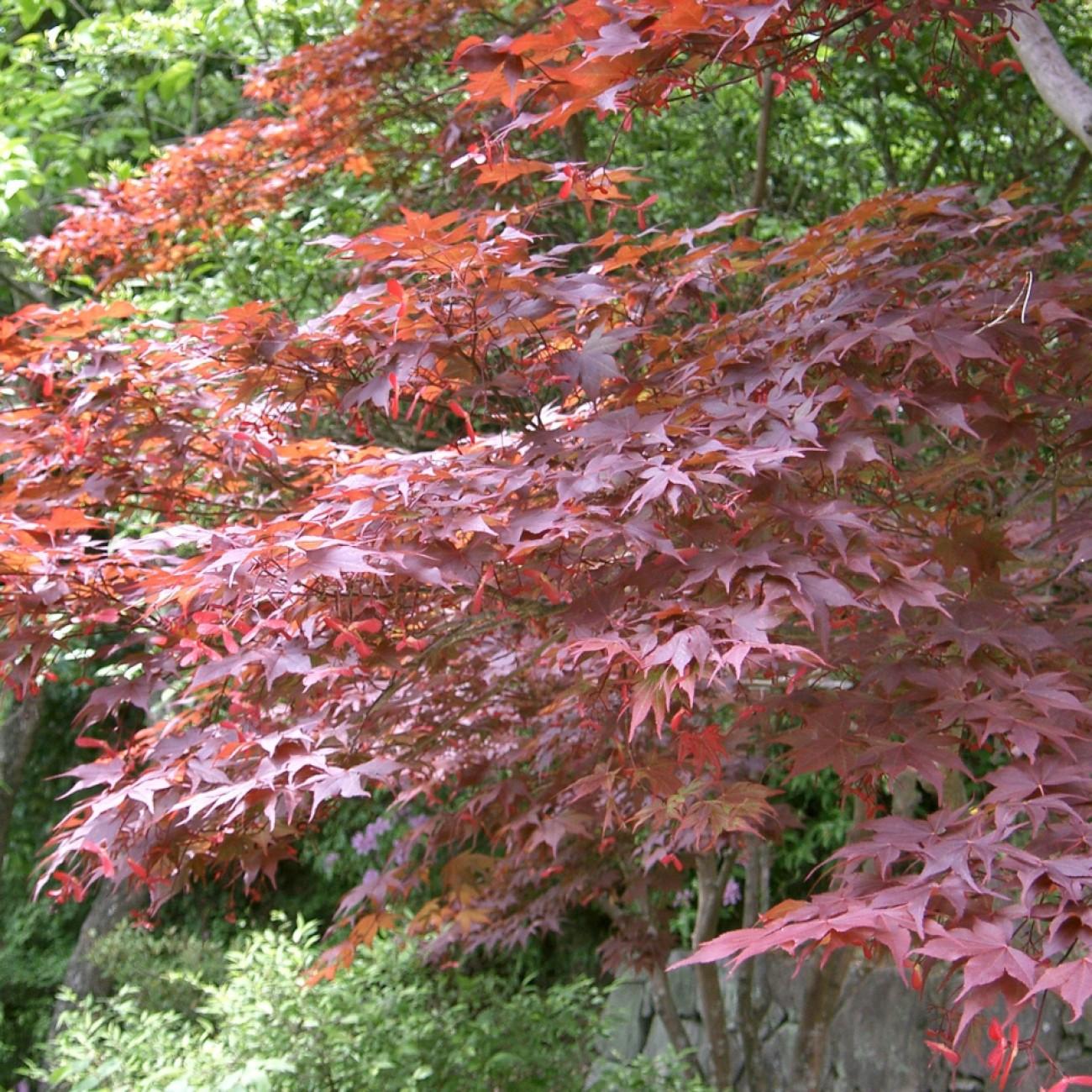 Foto van Japanse esdoorn ‘Ruslyn In The Pink’