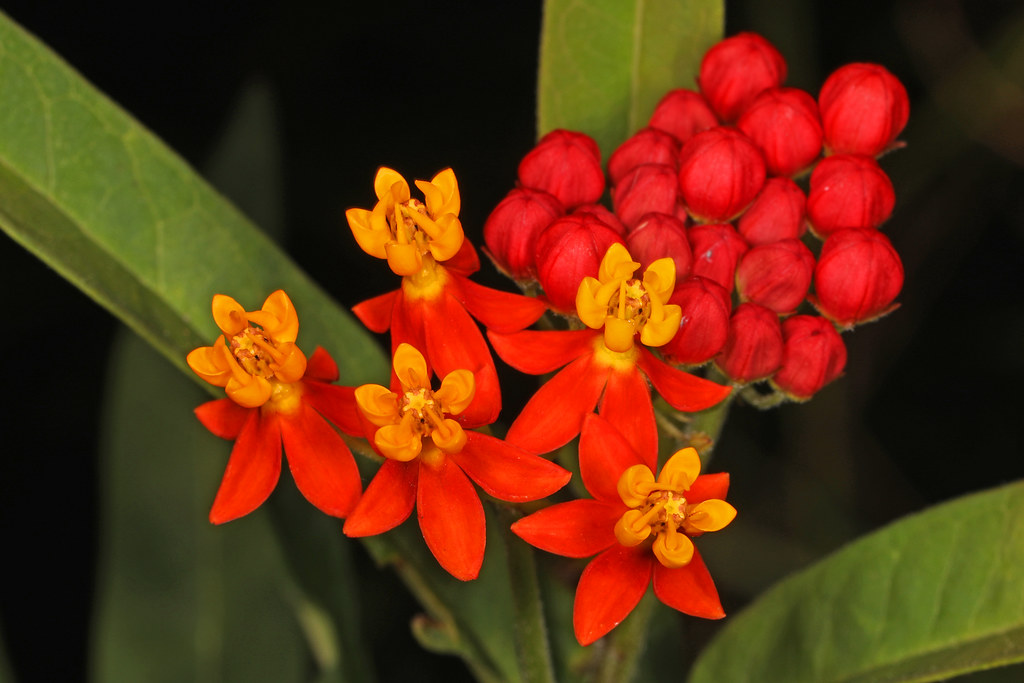 Foto van Frederiksbloem