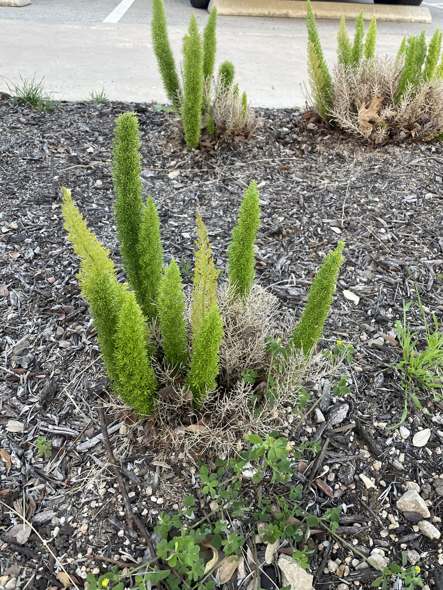 Foto van Hangasperge