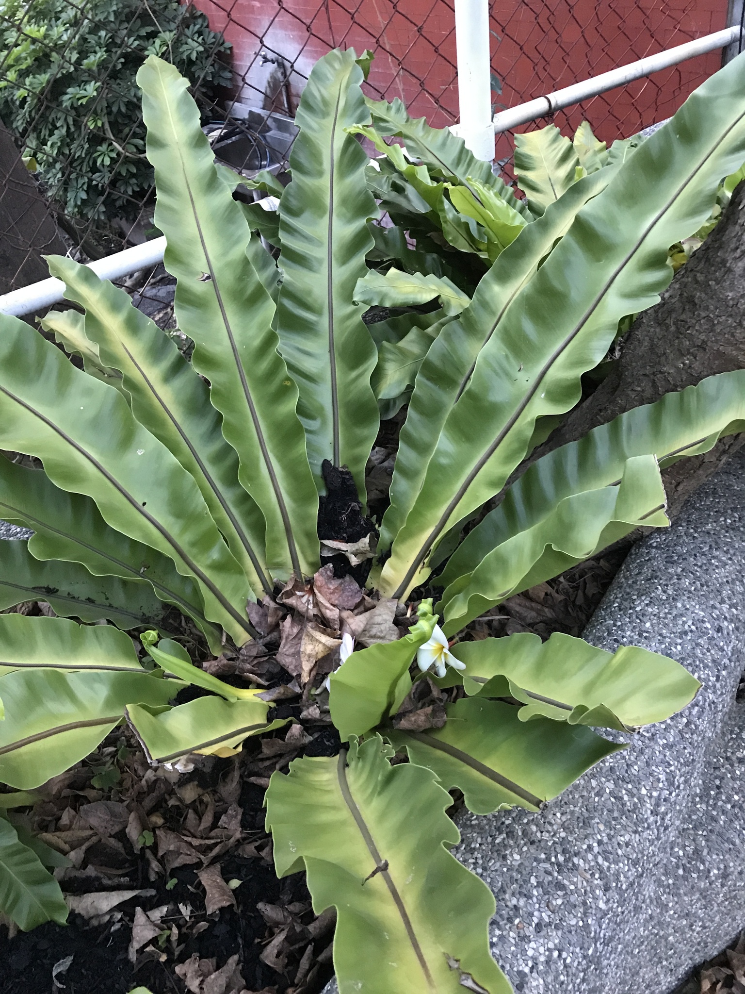 Foto van Nestvaren
