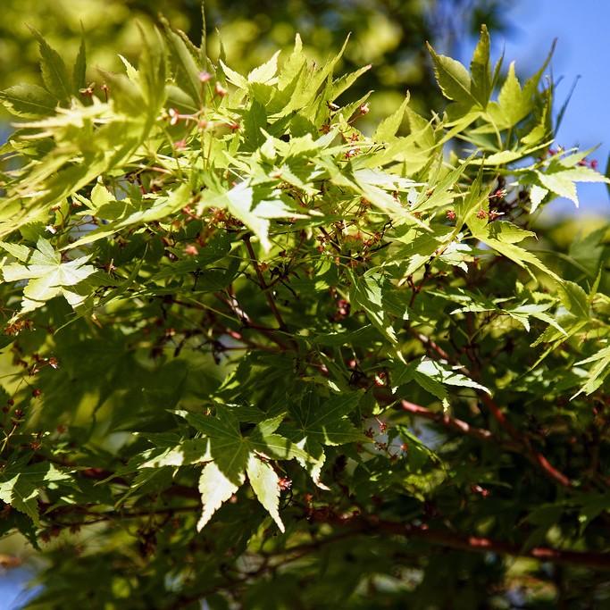 Foto van Japanse esdoorn ‘Sango Kaku’