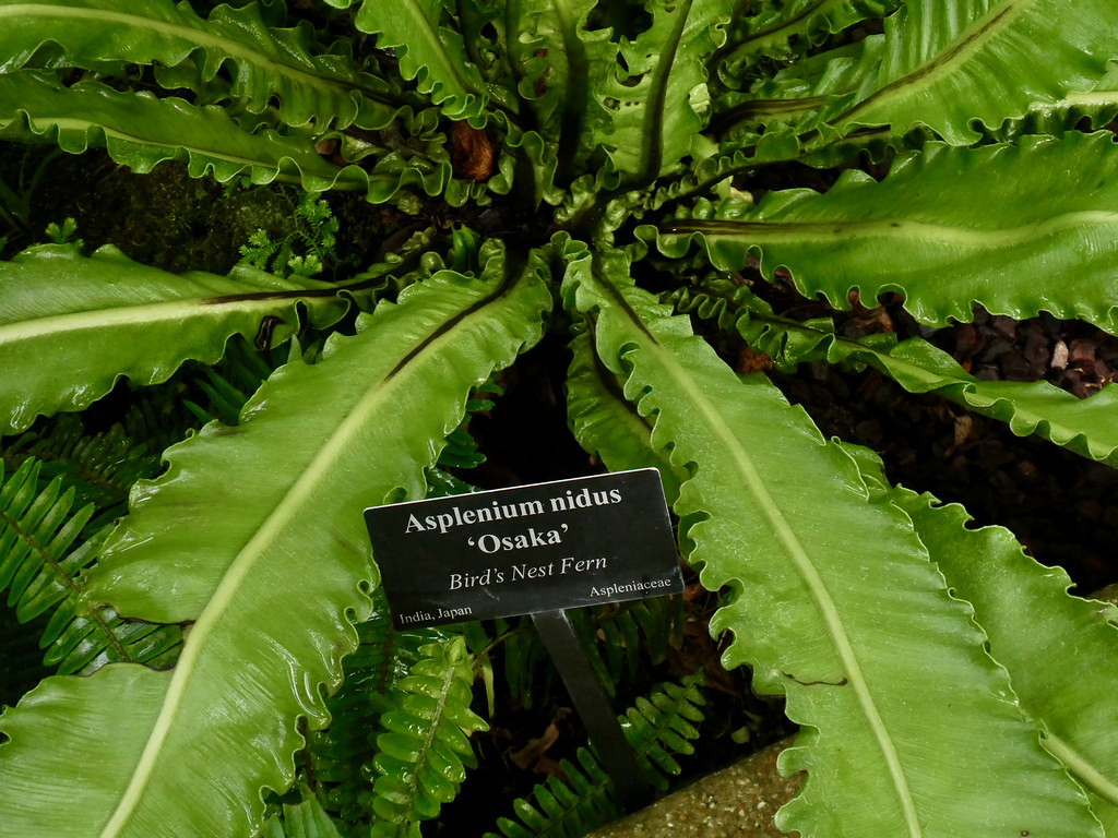 Foto van Nestvaren