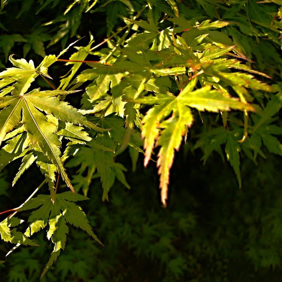 Foto van Sazanami Japanse Esdoorn