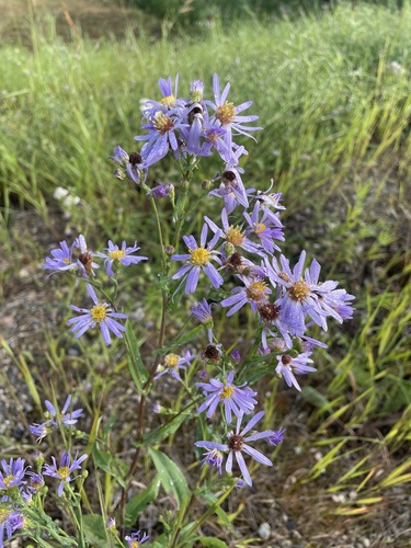 Foto van Gladde aster