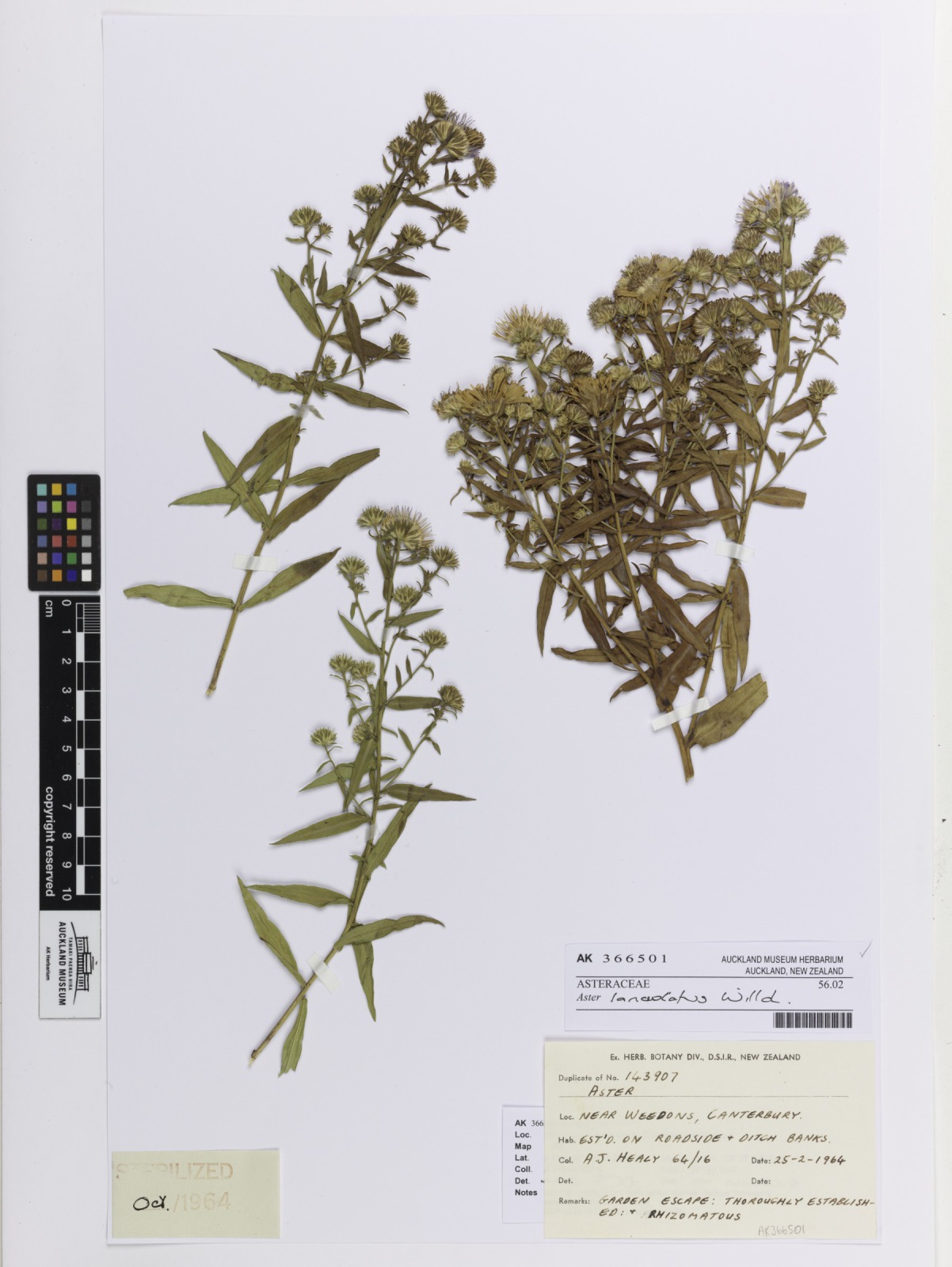 Foto van Smalle aster