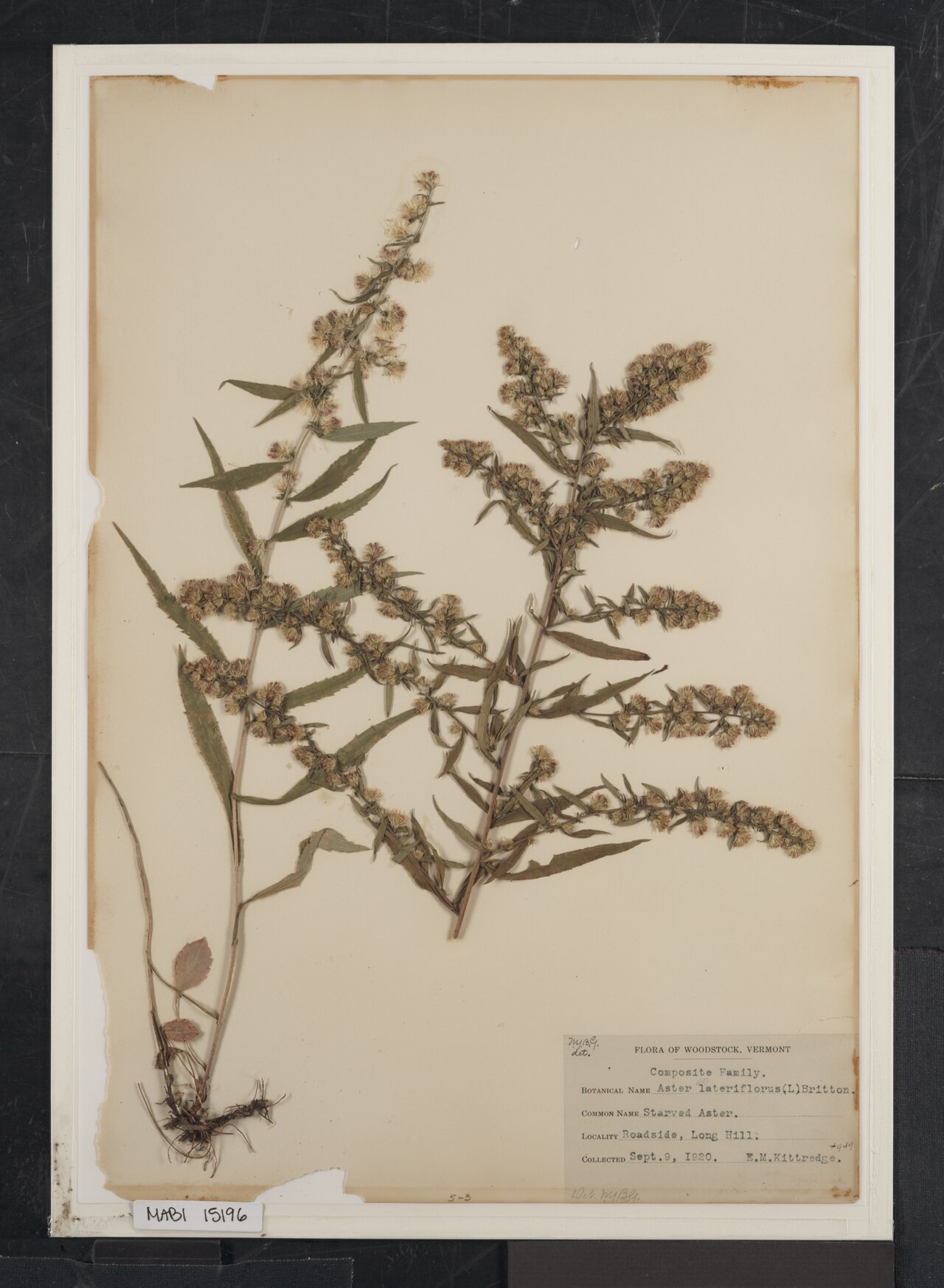 Foto van Kleine aster
