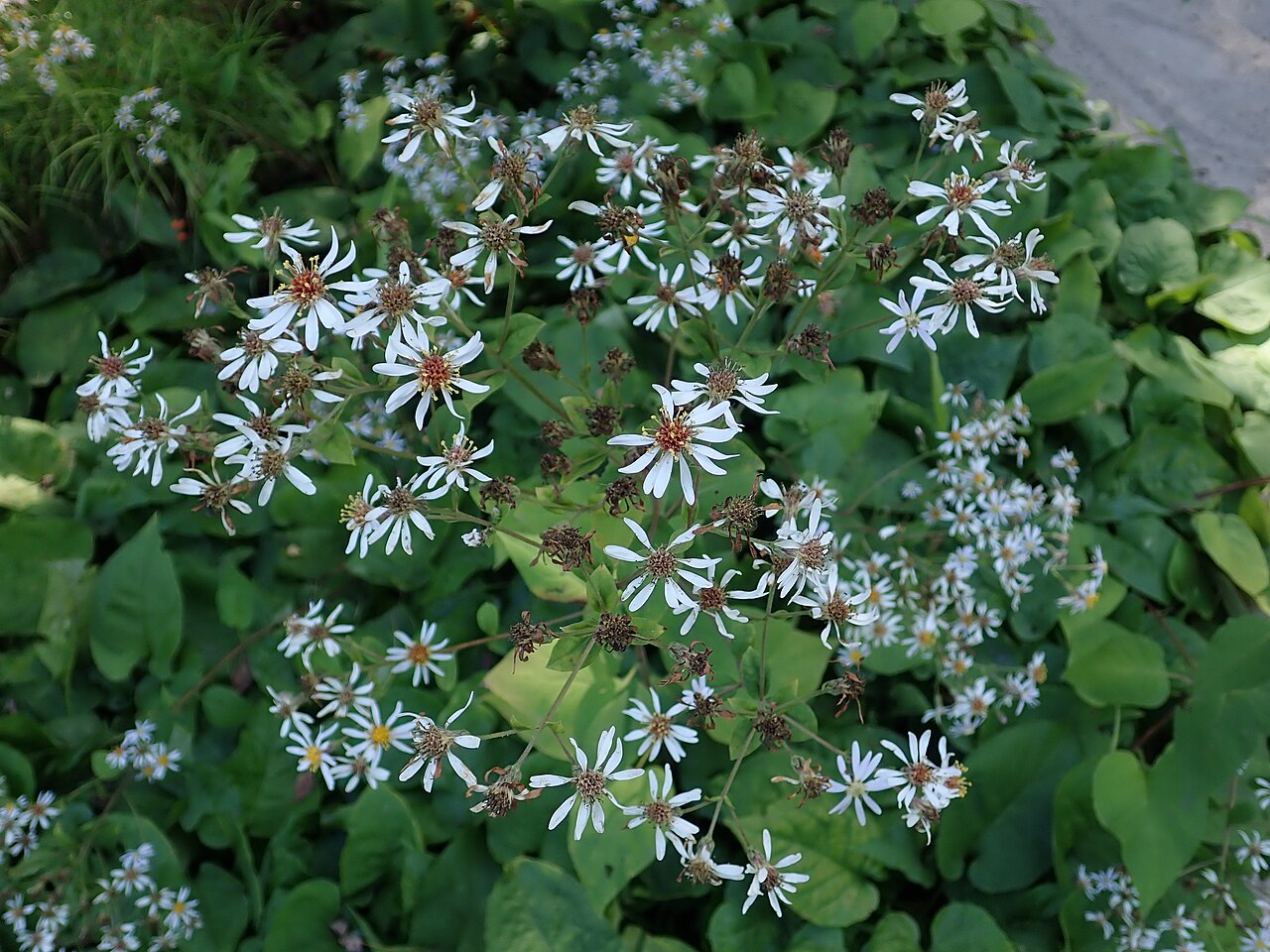 Foto van Grote aster