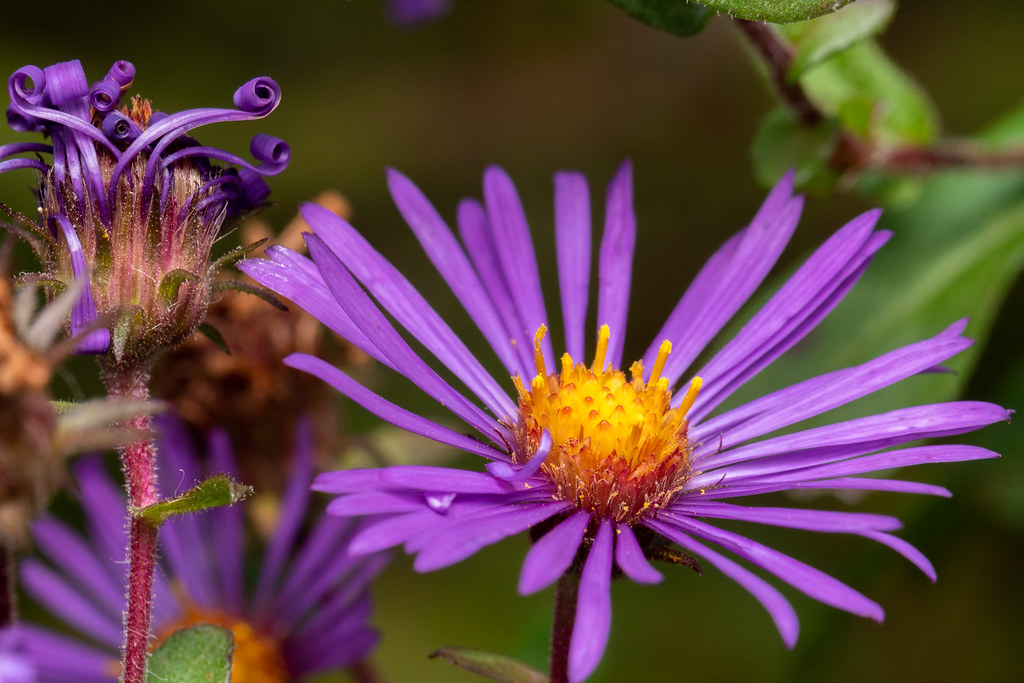Foto van Nieuw-Engelse aster