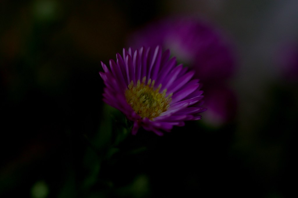 Foto van Nieuw-Nederlandse aster