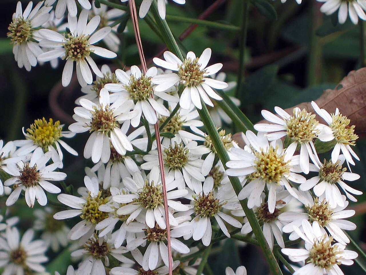 Foto van Kleine aster