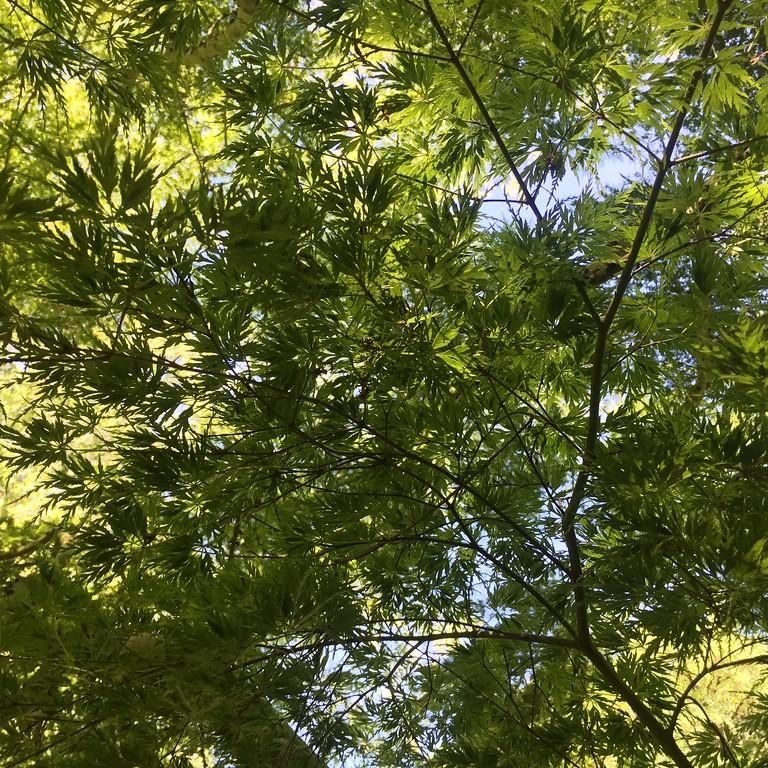Foto van Japanse esdoorn ‘Seiryu’