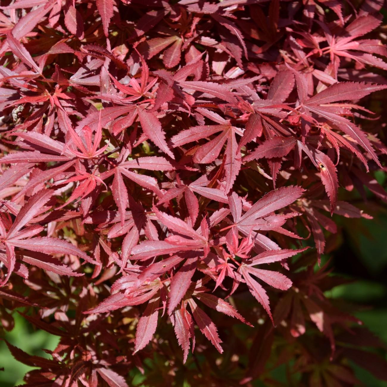 Foto van Japanse esdoorn ‘Shaina’