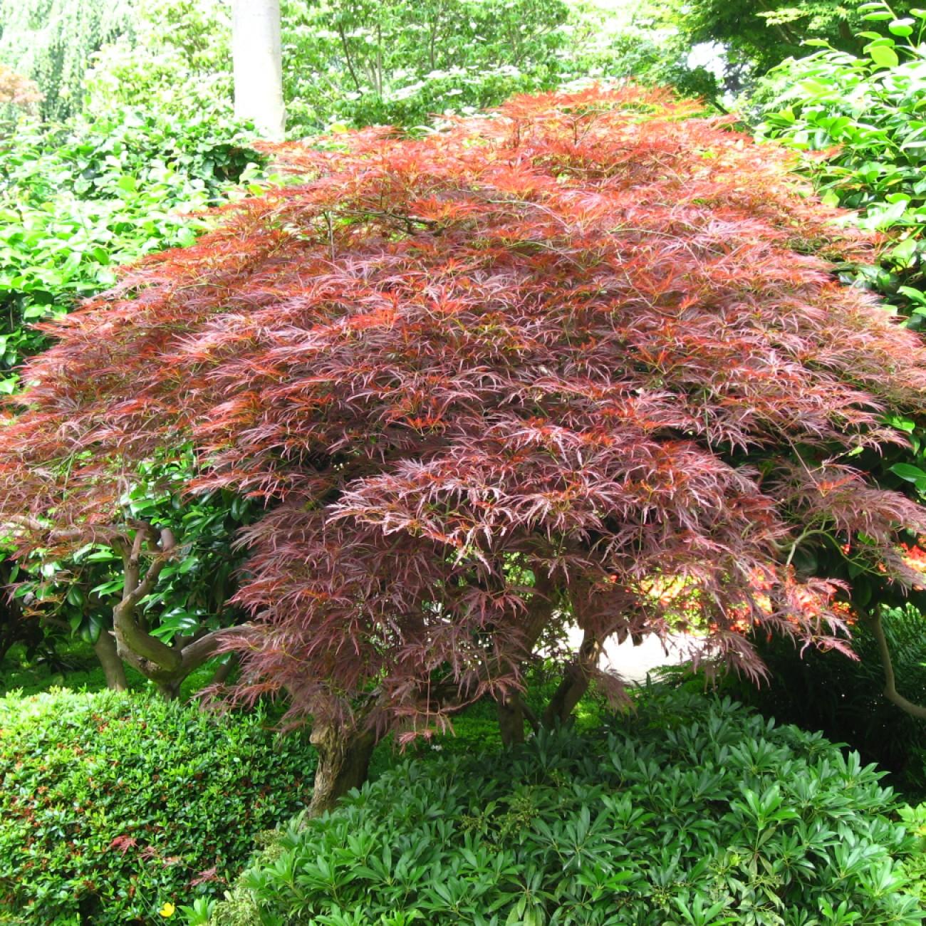 Foto van Sherwood Elfin Japanse Esdoorn