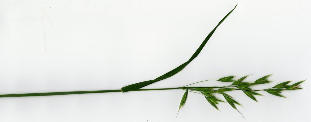 Foto van Haver