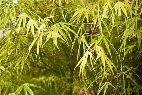 Foto van Japanse esdoorn ‘Shinobuga Oka’