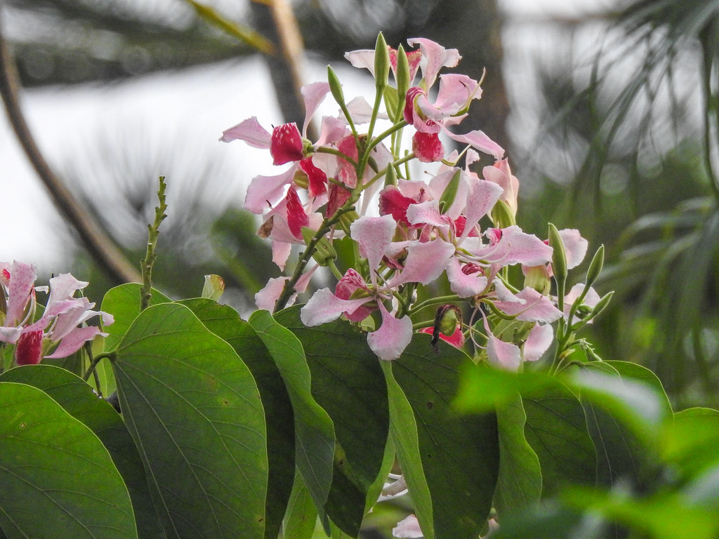 Foto van Roze orchideeboom