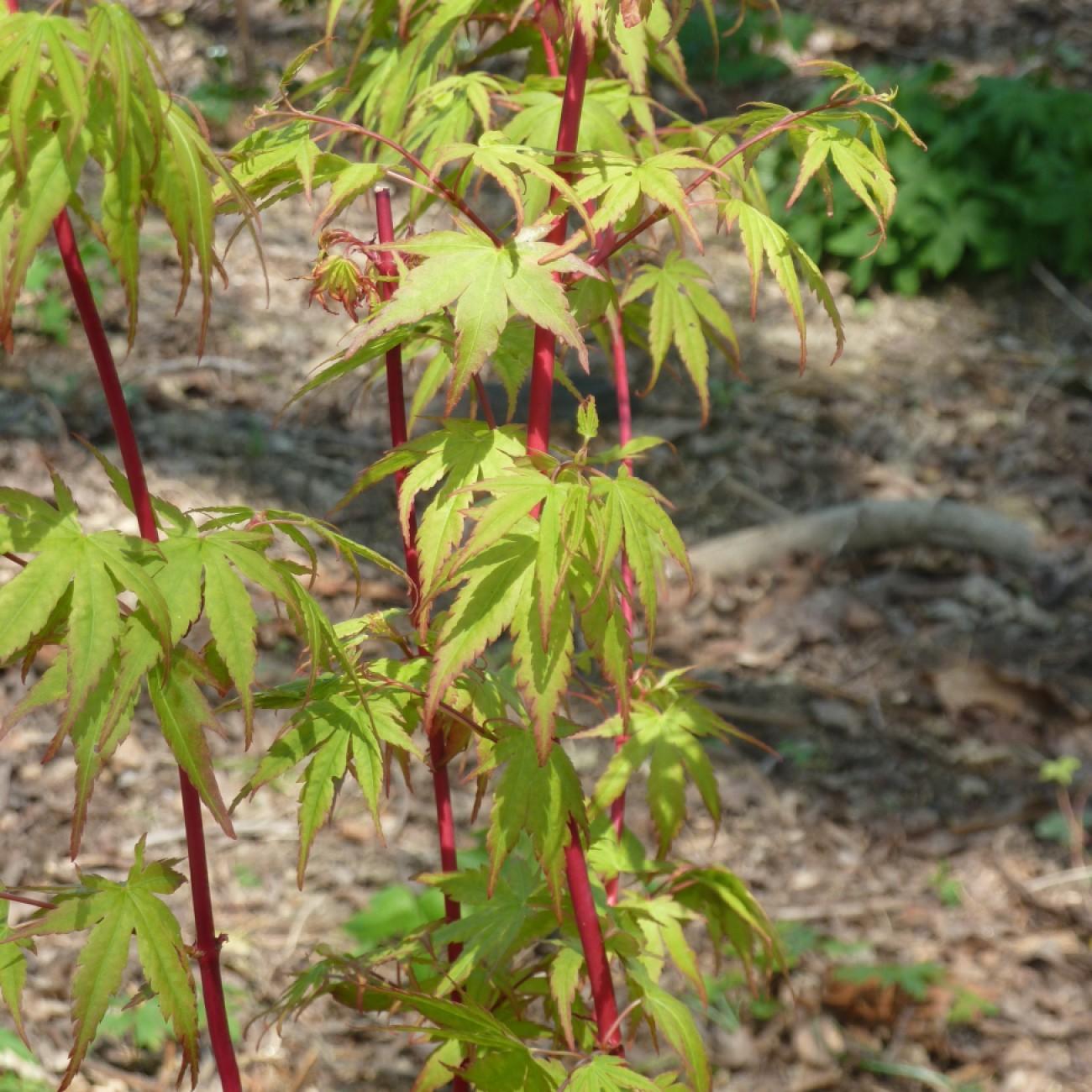 Foto van Japanse esdoorn ‘Spring Delight’