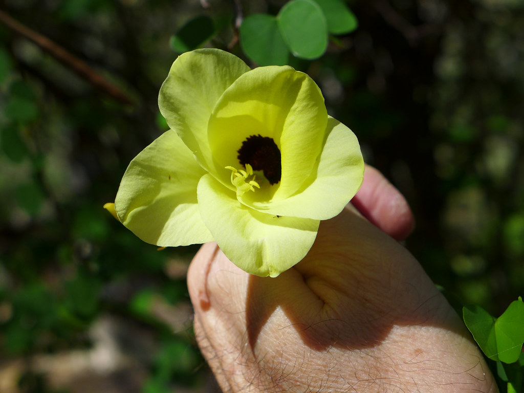 Foto van Gele orchideeboom