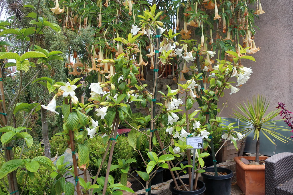 Foto van Nepalese trompetbloem