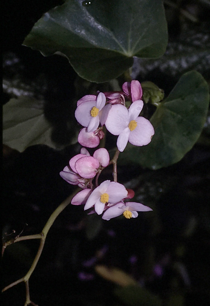 Foto van Geurende begonia