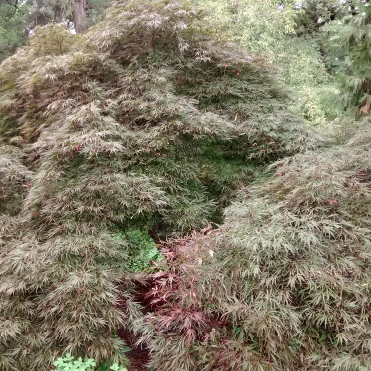 Foto van Japanse esdoorn ‘Tamukeyama’