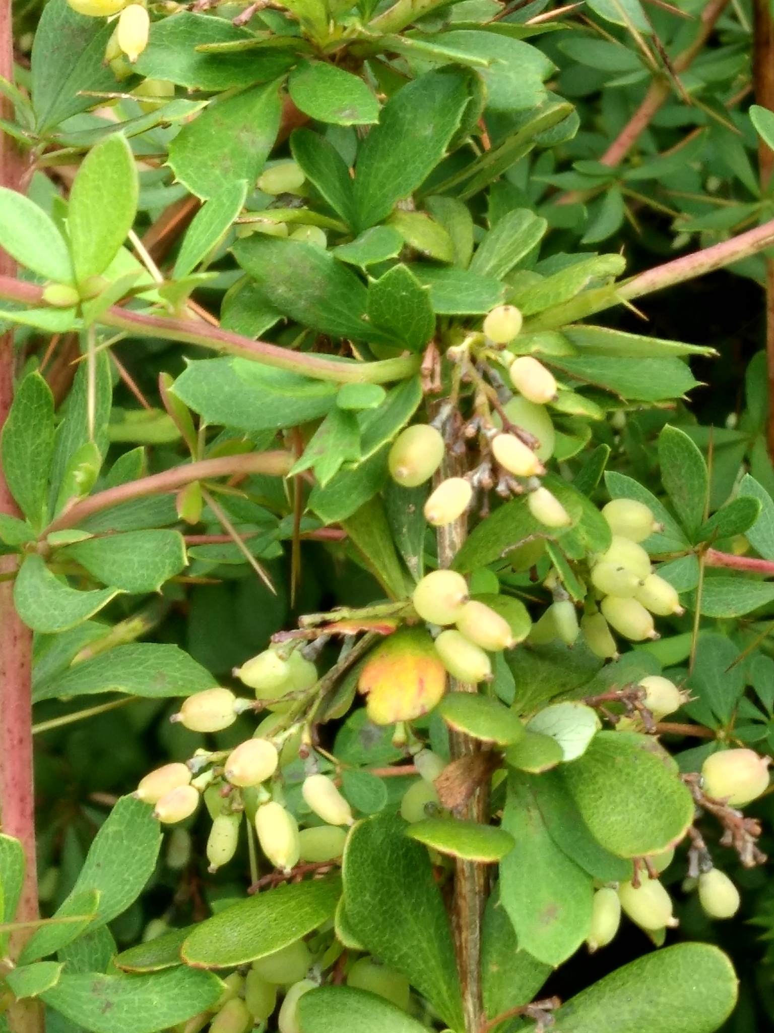 Foto van Roze berberis