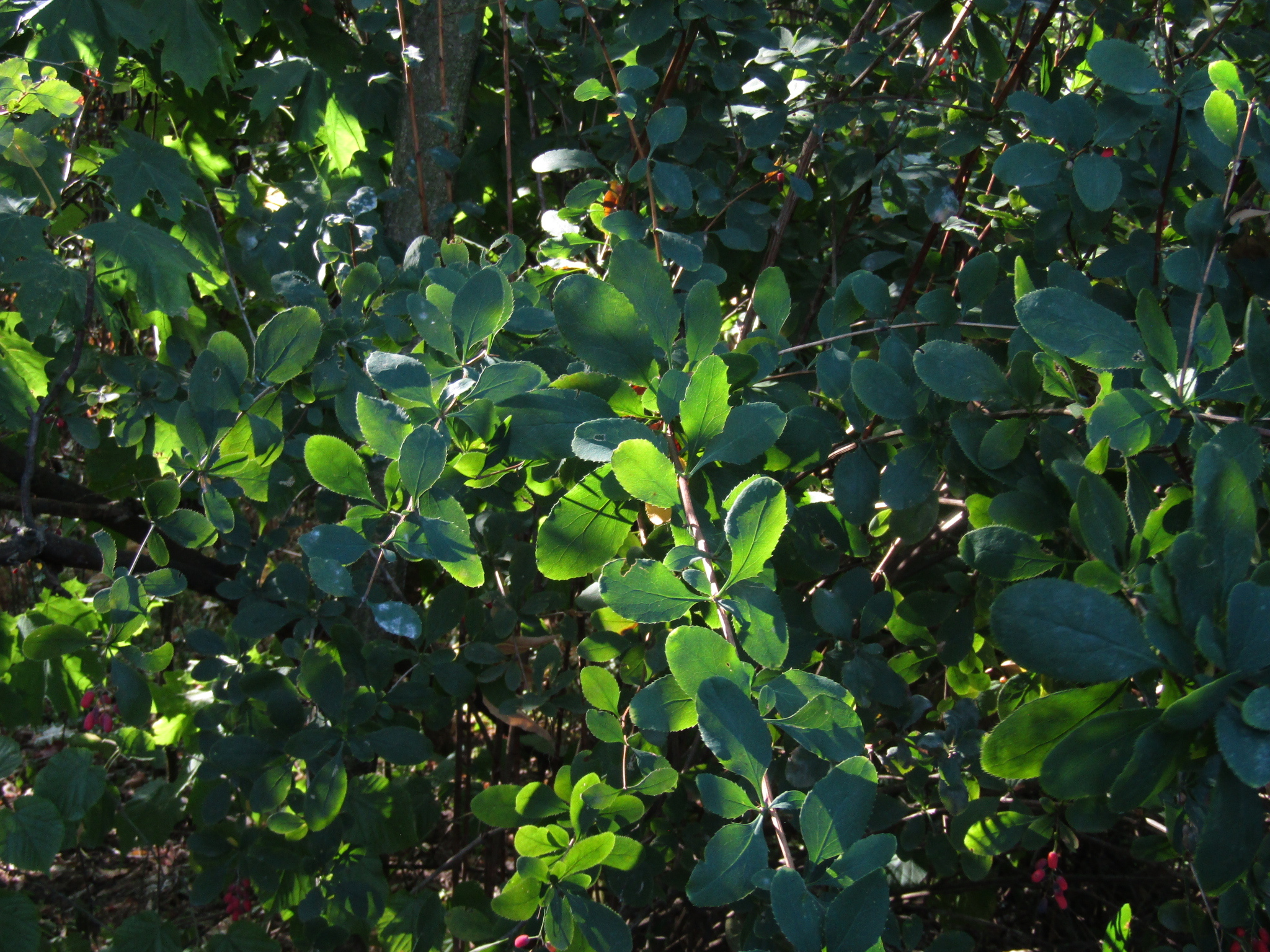 Foto van Siberische berberis