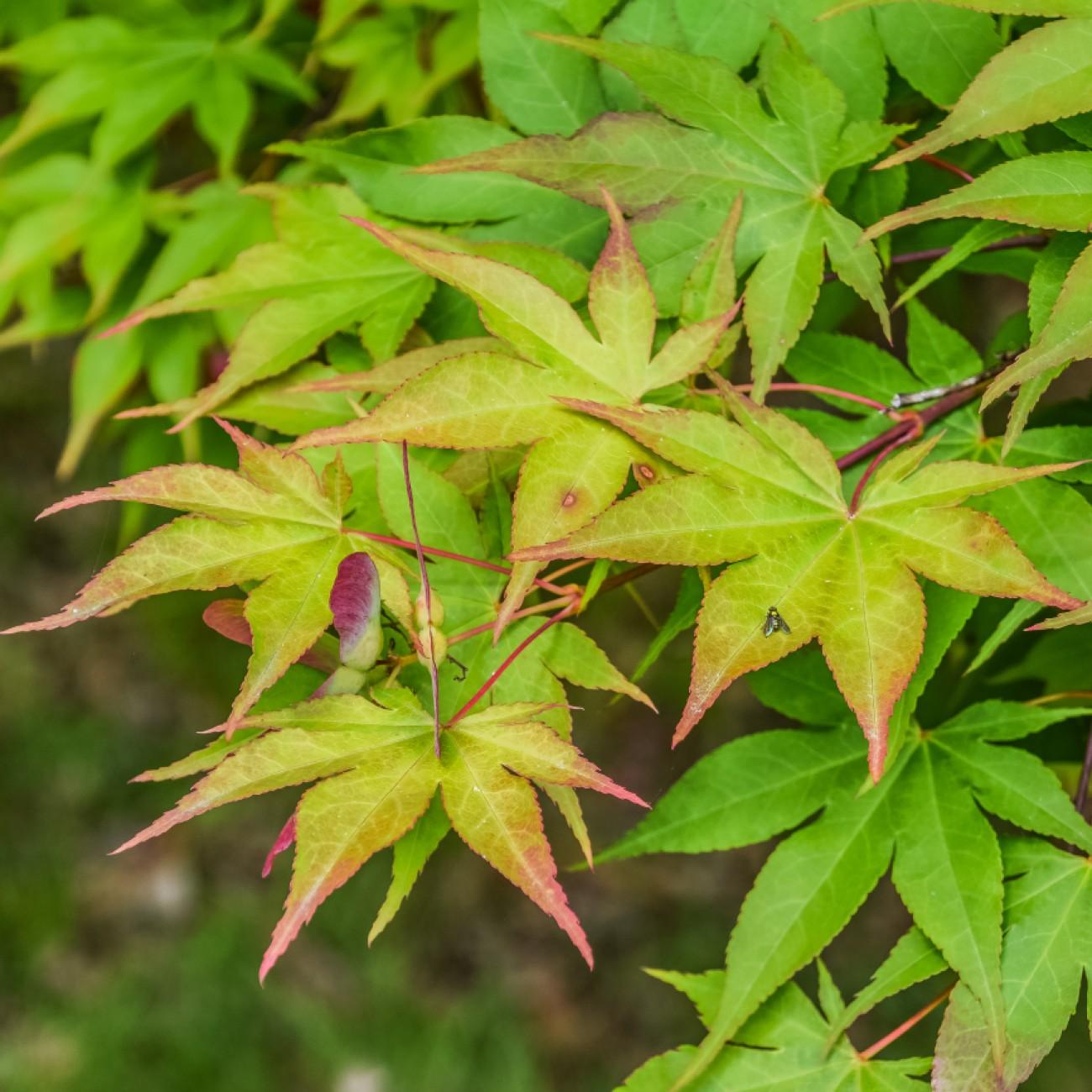 Foto van Japanse esdoorn ‘Tana’