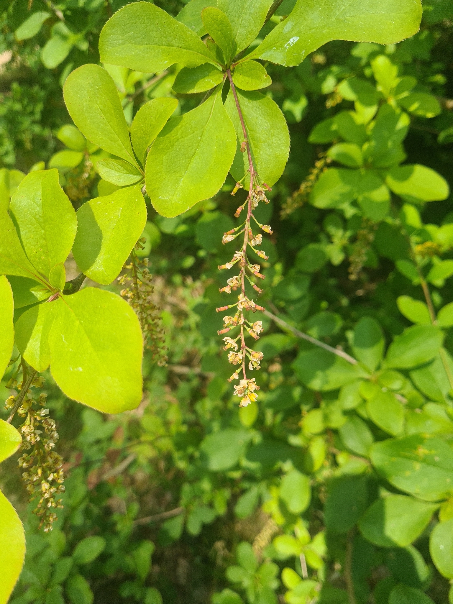 Foto van Koreaanse berberis