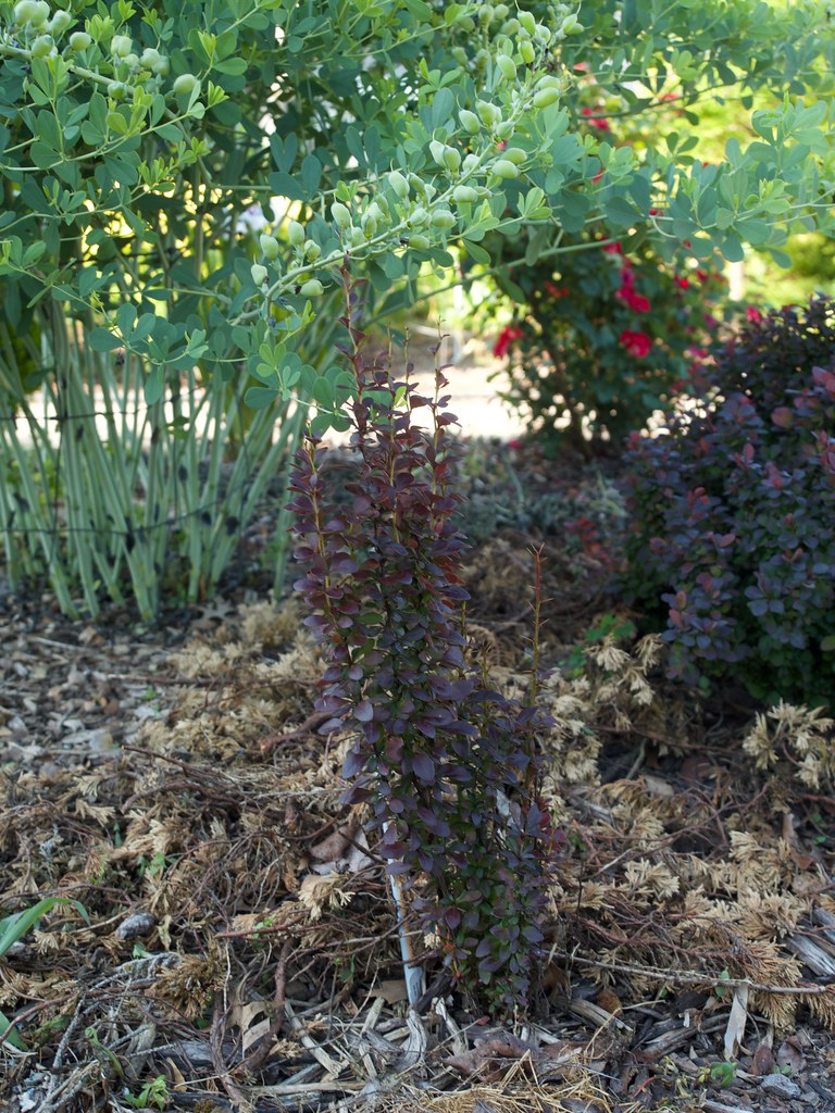 Foto van Japanse berberis