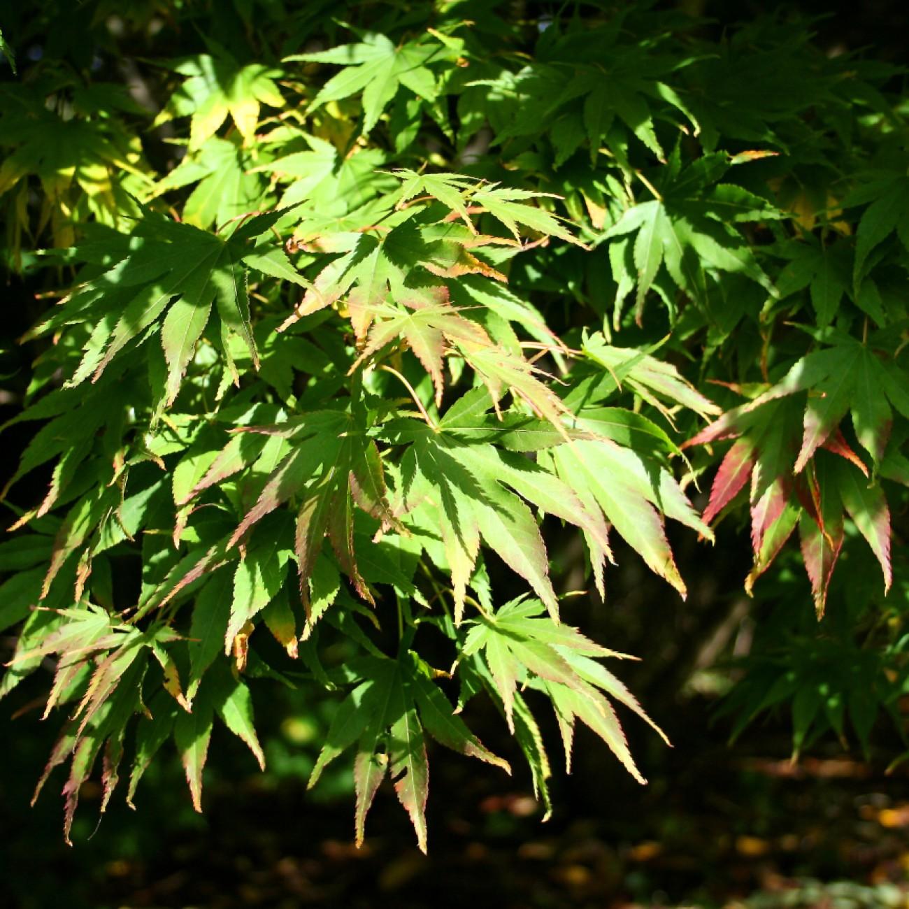 Foto van Japanse esdoorn ‘Tobiosho’