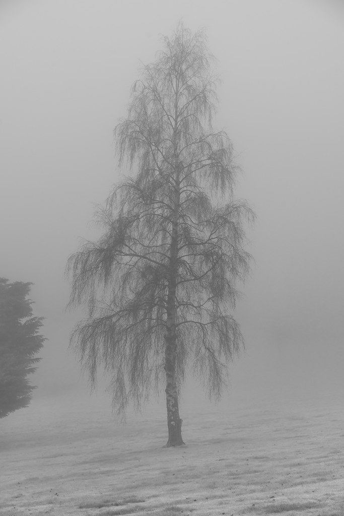 Foto van Ruwe berk