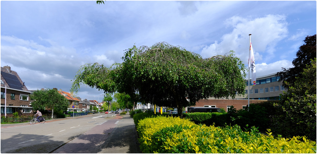 Foto van Prieelberk ‘Youngii’