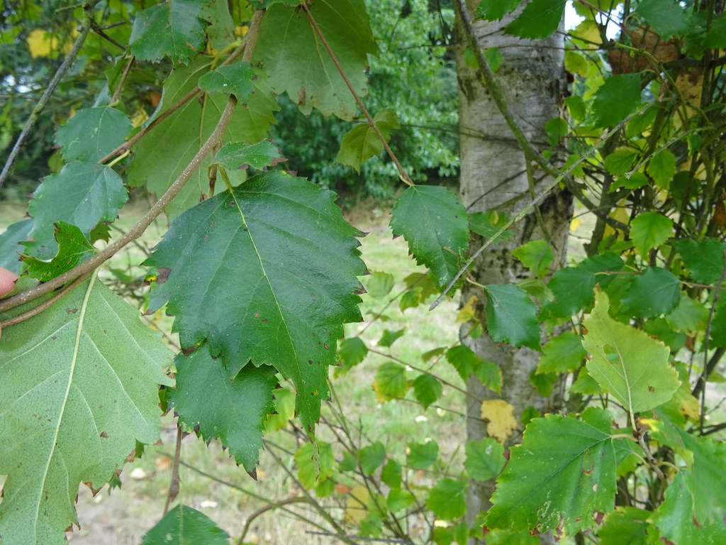 Foto van Zachte berk