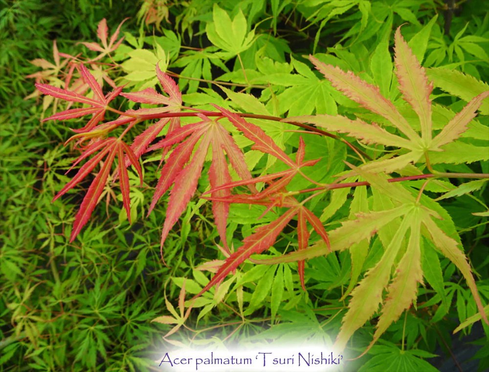 Foto van Japanse esdoorn ‘Tsuri Nishiki’