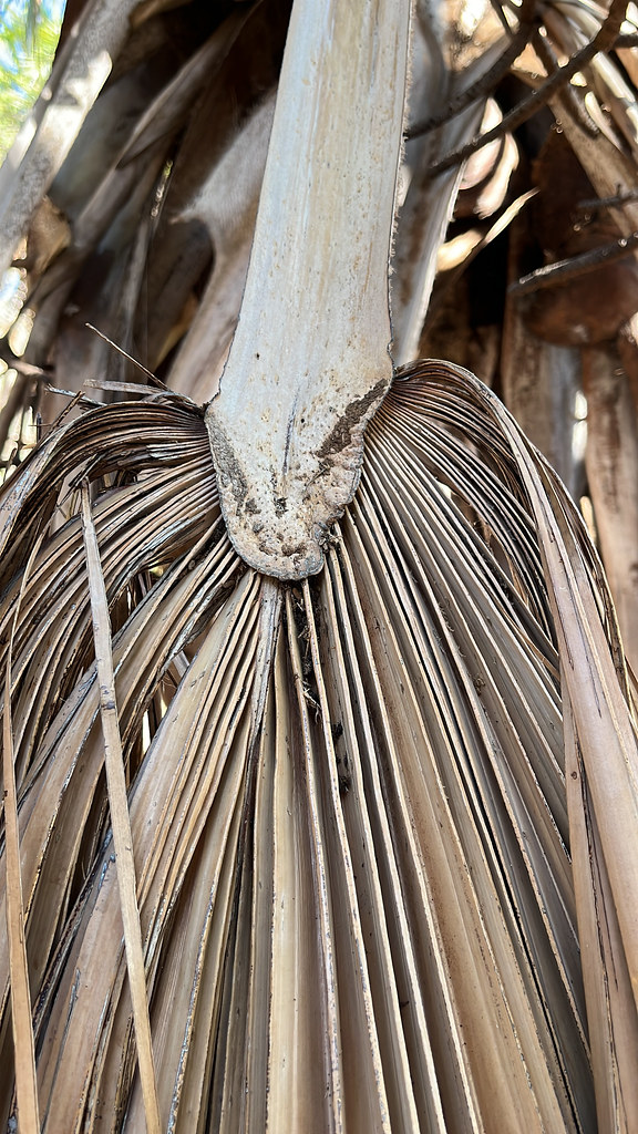 Foto van Bismarckpalm