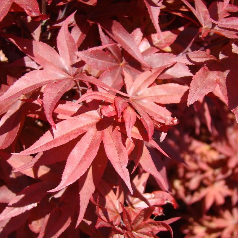 Foto van Japanse esdoorn s Red Sentinel ‘Twombly's Red Sentinel’